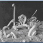Пример изгибающихся усов олова под микроскопом