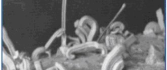 Example of bending tin whiskers under a microscope